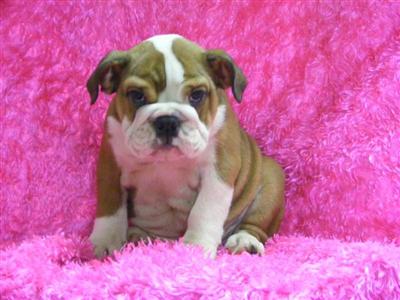 English Bulldog Puppies for Sale